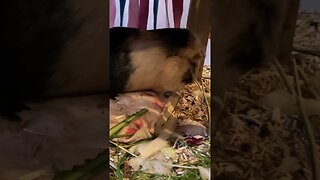 Guinea pig cleaning herself