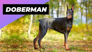 Doberman 🐶 One Of The Most Intelligent Dog Breeds In The World #shorts