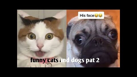 Funny animal video 2023!funny cats and dogs pat 2!