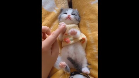 Cute & Funny Pets Video Compilation