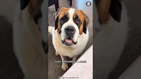 Saint Bernard 🐶 The Rescue Heroes!