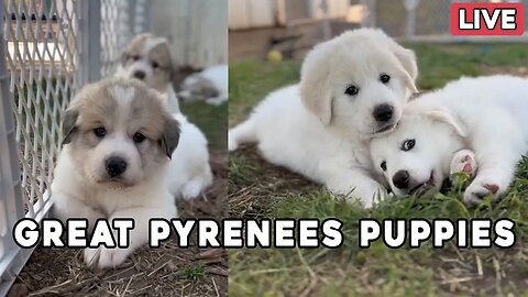 Great Pyrenees Puppy Livestream - The puppies are getting so BIG!