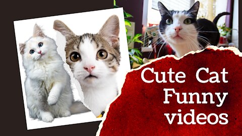 Best cute cat funny videos compilation meowing - Baby Cats of Funnyros