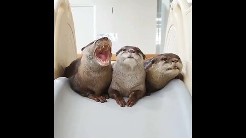 Cute Funny Sea Otter-72