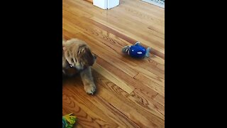 Golden Retriever Puppy Fights Off Toy Shark