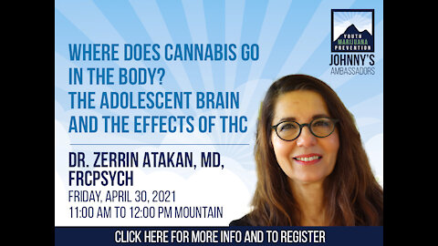 Where Does Cannabis Go in The Body? The Adolescent Brain and The Effects Of THC