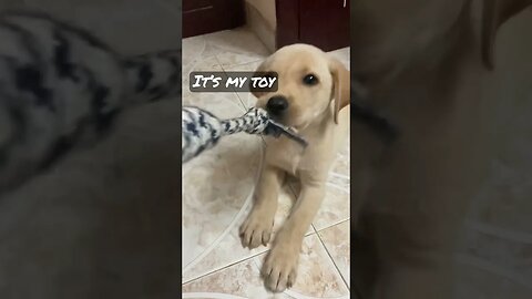 Don’t touch my toy #shorts #shortsfeed #labradorretriever