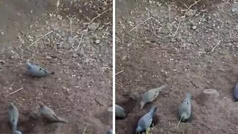 These Doves really believe they are chicken