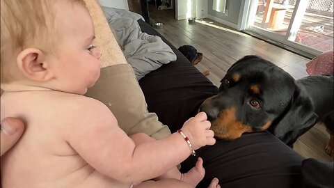 Newborn Tries To Pet A Rottweiler and This Happens