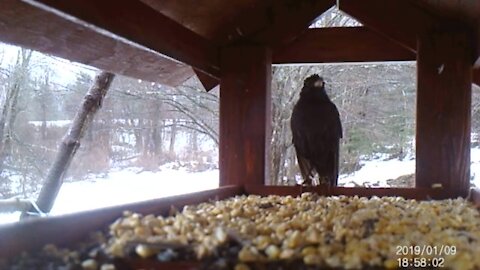 Starlings trying to stay dry under my homemade double decker bird feeder house