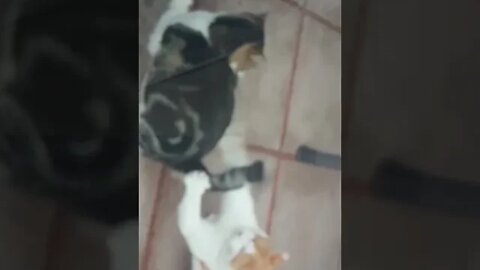 flighting cats and aggressive male cat two reason female cat male cat left the cat that is why