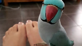 Talkative Parrot Has Full Conversation With Owner's Feet