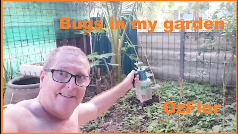 Bugs in my garden are eating my veggies