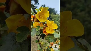 Relaxing California Flannelbush Flowers | Soothing Bird Sounds & Piano Music #nature #flower