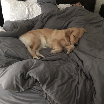 Golden Retriever Gently Attempts To Wake Up Owner