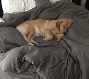 Golden Retriever Gently Attempts To Wake Up Owner