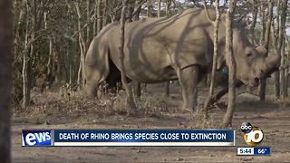 Last male white rhino dies