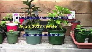 Single Seed Challenge updat Aug 2 2023 plus an announcement