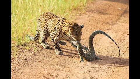 Leopard And Lizard Fighting In The Jungle | Leopard VS Lizard | Animal's