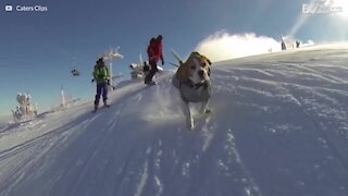 Ces animaux qui adorent jouer dans la neige