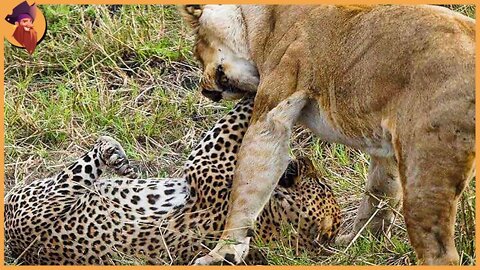 Moments When Lions And Leopards Fight Savagely In The Wild