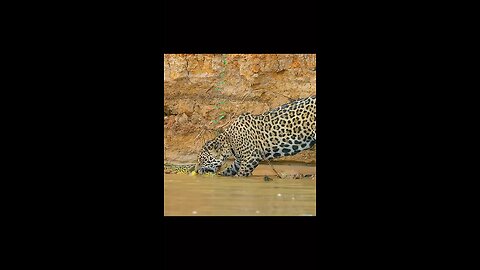 Bro is hungry 🐆 . . . #leopard#snake#leopardeatasnake#anakonda#predaror#viralreel