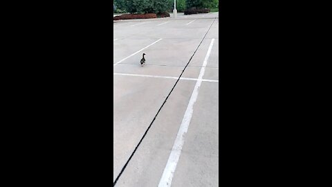Duck standing in the middle of train Yards parking lot
