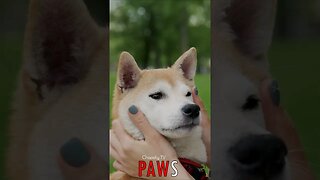 🐶 #PAWS - Healing Touch: Girl's Love Comforts a Sad Shiba Inu in the Park 🐾