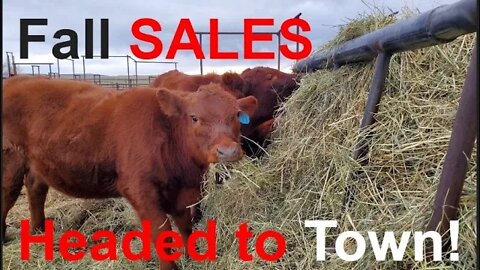 Fall SALE! | BEEF Production | Cattle Sales | Fall Market | Hashknife Ranch