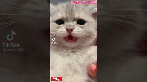 little kittens meowing and talking #funny #shorts #catcute #catvideos #tiktok #trending #trend