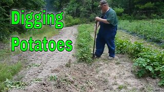 Digging Potatoes First Big Garden Haul