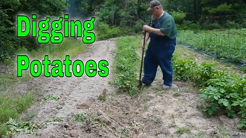 Digging Potatoes First Big Garden Haul