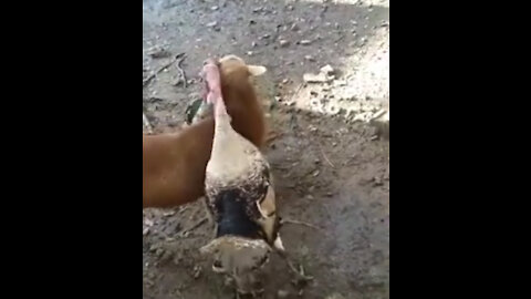 Goat separates 2 fighting Turkeys