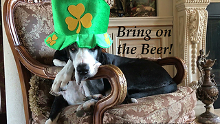 Festive Great Dane Gets Ready For Saint Patrick's Day