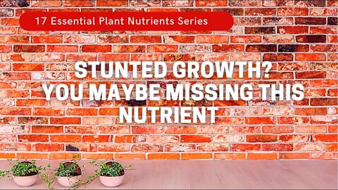 Why Plants Need Boron For New Growth. & Why Excess Calcium Can Cause Deficiencies. Plantmas ep. 6