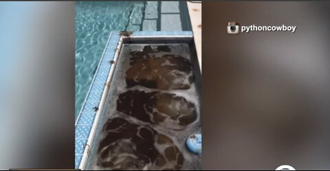 Iguanas leave unsavory surprise in family hot tub