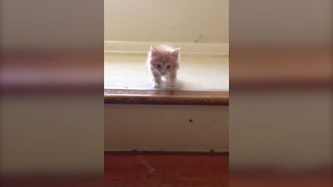 An Orange Kitten Cat Rolls Down A Stairs