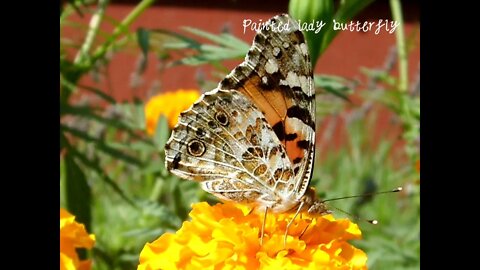 Painted lady butterfly