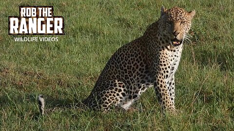 Male Leopard Wakes Up | Lalashe Maasai Mara Safari