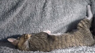Funny Little Cat Sleeps in a Weird Position