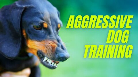 Make Dog Become Fully Aggressive With Some Tips
