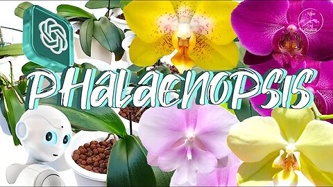 How to CARE for Phalaenopsis Orchids | ChatGPT4 Results June 2023 #ninjaorchids