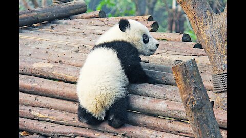 CUTE!! Baby Pandas!!