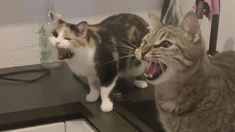 Screaming cats try to catch a fly