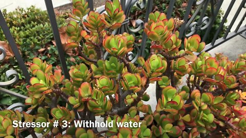 Change Your Succulent's Color-5 Quick Tips