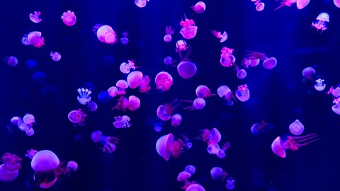 Jellyfish Tank Water Life Marine