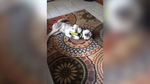 Guilty Husky Charms His Way Out Of Trouble