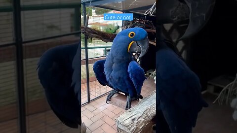 The beauty of a hychint macaw l #shorts l #macaw l @BikisAviary