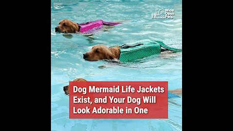Dog Mermaid Life Jackets Exist, and Your Dog Will Look Adorable in One