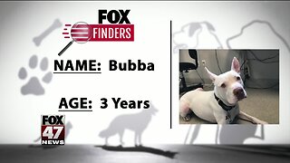 FOX Finders Pet Finder - Meet Bubba